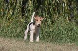 FOX TERRIER 069